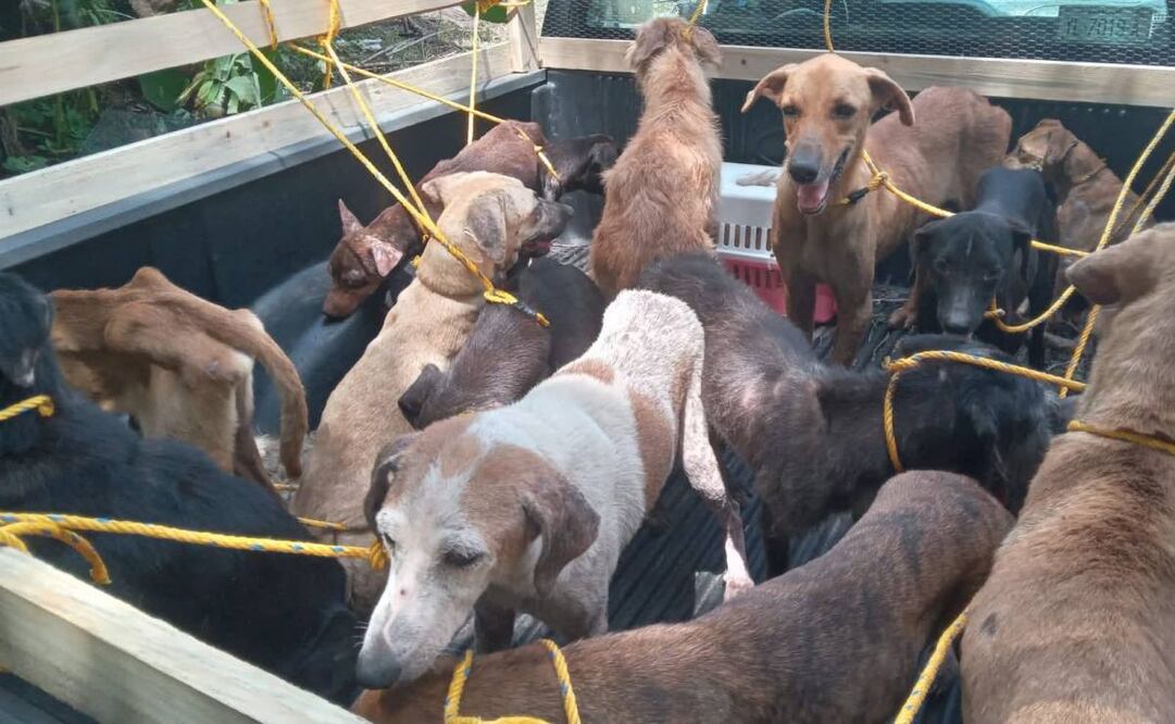 Rescatan a docenas de perros y gatos abandonados en Veracruz.
Foto: Especial.