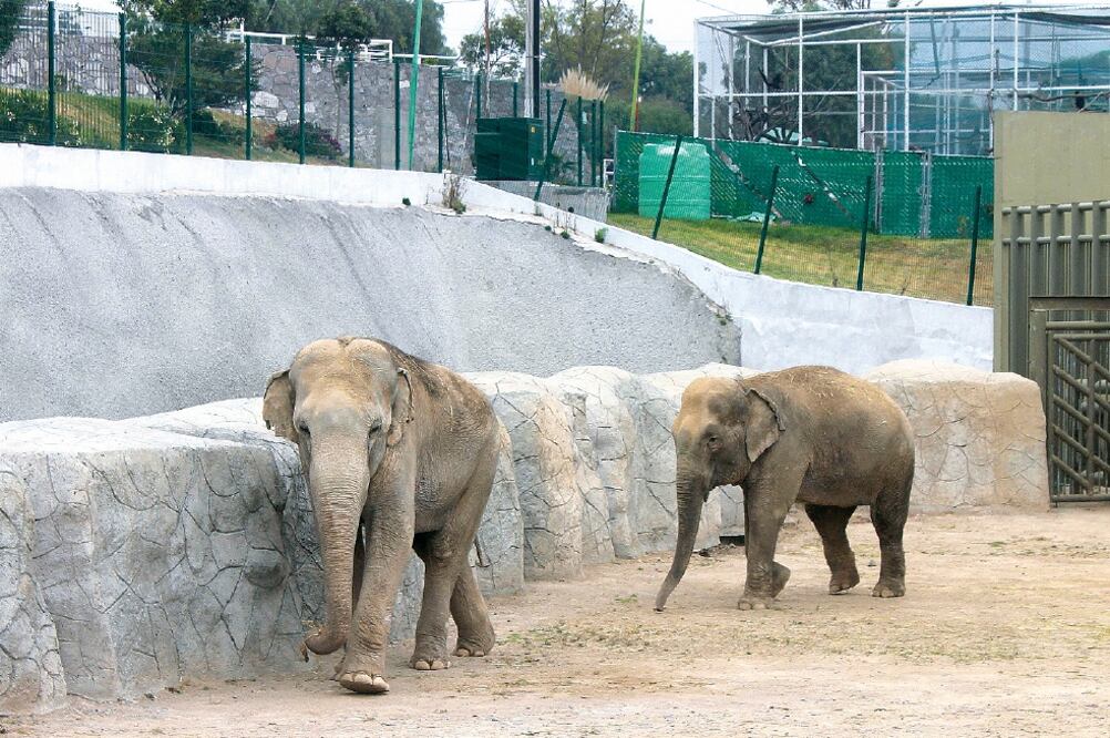 El Parque Ecológico Ehécatl y el zoológico de Zacango, prevén que en un máximo de 5 años se lleve a cabo la fecundación de Bireki (EMILIO FERNÁNDEZ. EL UNIVERSAL)