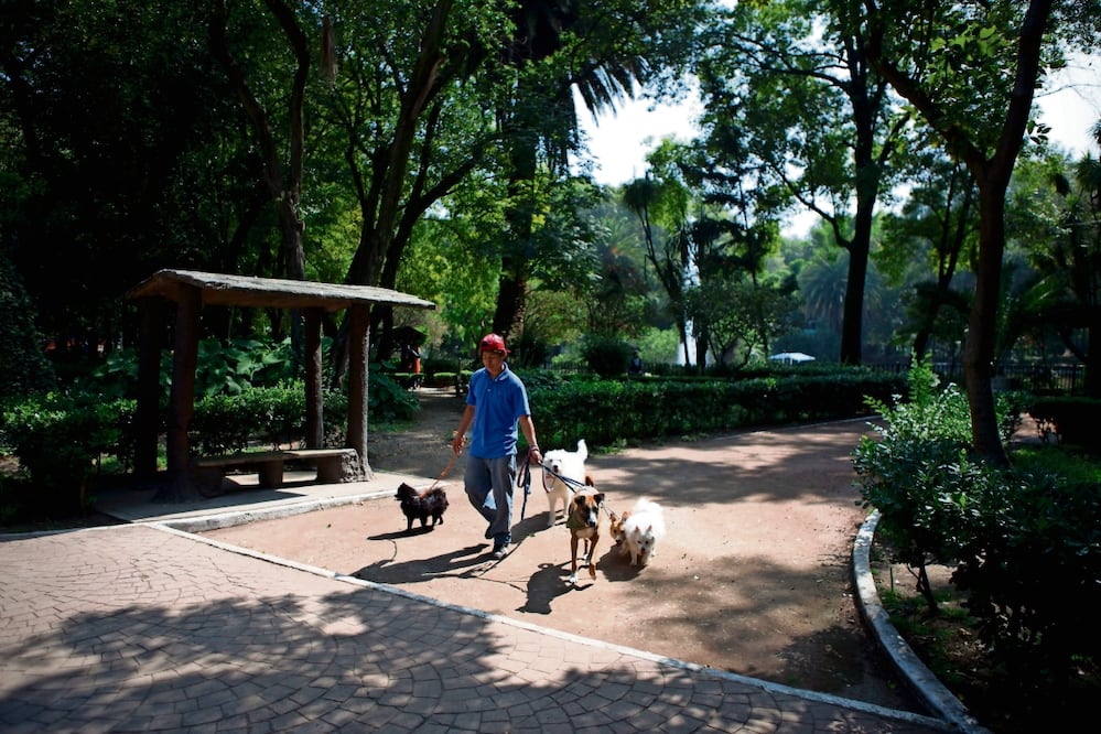 Mascotas. Foto: Especial