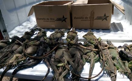 Rescatan 20 iguanas en terminal de autobuses en Guerrero