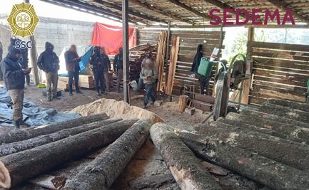 Aseguran predio en Tlalpan utilizado para el almacenamiento de madera ilegal; decomisan más de 2.9 metros cúbicos de materia forestal