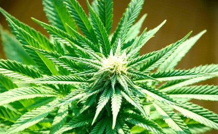 Abrirán el primer hotel dedicado a la mariguana