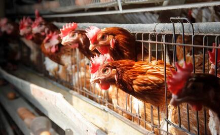 México suspende importación de productos avícolas de Brasil