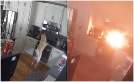 VIDEO. Perro incendia accidentalmente la casa de sus dueños: esto es lo que pasó