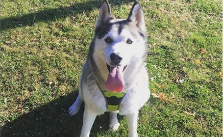 Localizan aves, perros husky y drogas tras cateo en inmuebles de Tlalpan y Venustiano Carranza en la CDMX