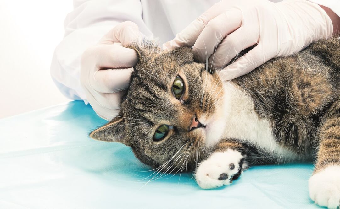 La especialista recomendó llevarlos a revisiones periódicas para tener un control e identificar cualquier cambio. Foto: Especial / Burkhardt-Mayer