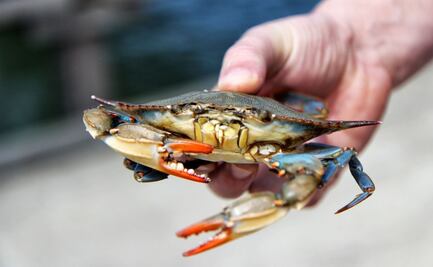 Una joven fue sorprendida por un cangrejo en la cocina de su hogar y causó furor