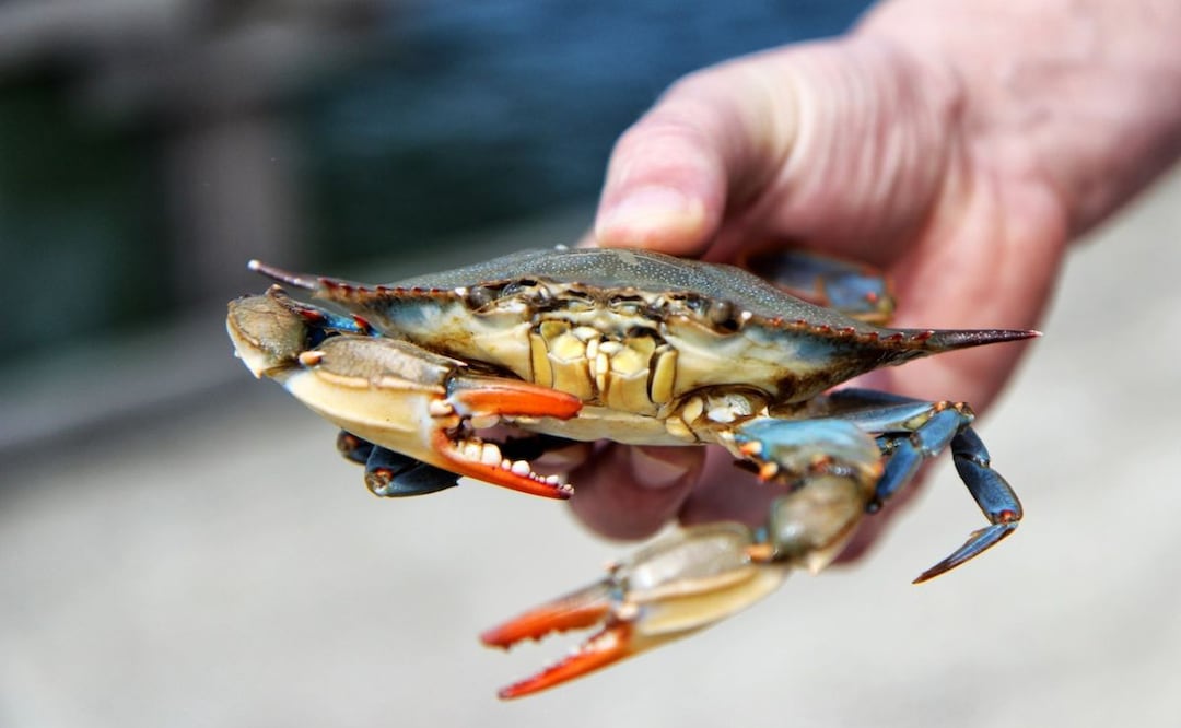 Cangrejo. Fuente: Pexels