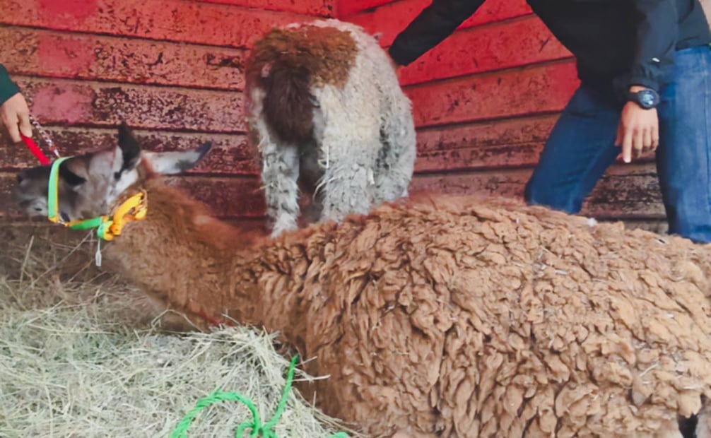 Profepa asegura siete animales exóticos en Jiménez del Teul, Zacatecas; resguarda borregos muflón y llamas.
Foto: Profepa