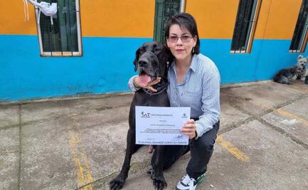 VIDEO: Ocho perritos se gradúan del Taller de Búsqueda y Rescate de Tlalpan 