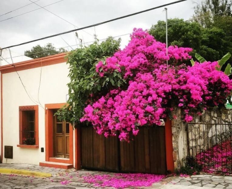 La ginebra se pinta de rosa