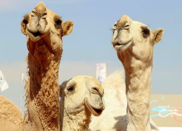 Hotel de lujo en Arabia Saudita da servicios de estilista a... ¿camellos?