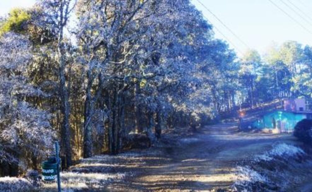 Heladas "paralizan" Sierra de Oaxaca  