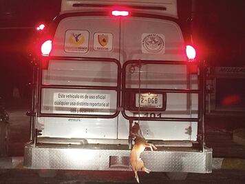 Investigan maltrato de perro en “vehículo oficial”