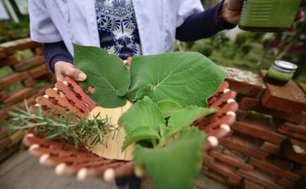 Veracruz impulsa uso de herbolaria para tratar enfermedades respiratorias; al menos 15 plantas pueden ser utilizadas 