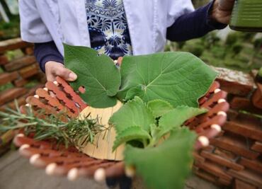 Veracruz impulsa uso de herbolaria para tratar enfermedades respiratorias; al menos 15 plantas pueden ser utilizadas