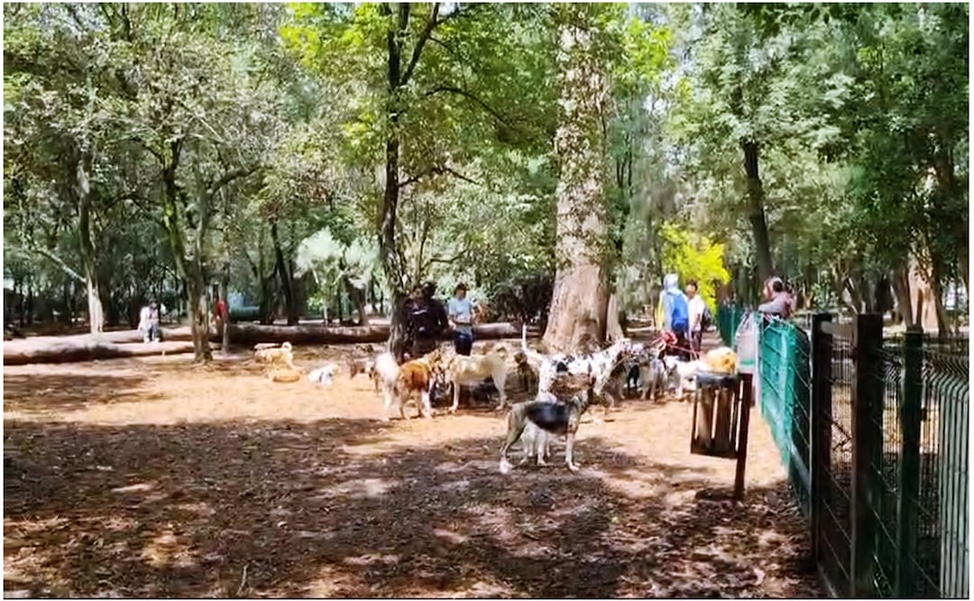 Tras reapertura, perros y paseadores disfrutan del Parque Canino “Gandhi II” de Chapultepec. Foto: Captura de pantalla