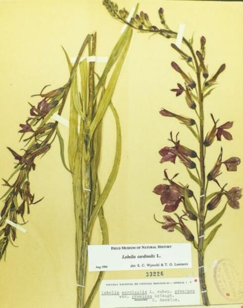 MEXU, la biblioteca verde de México