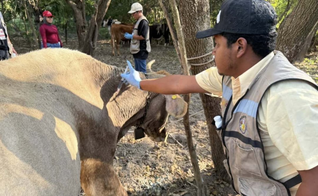 Reportan 8 casos activos de gusano barrenador en Tamaulipas (05/02/2026). Foto: Especial