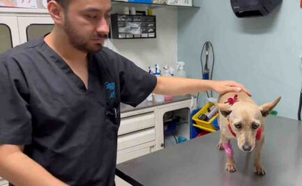 Agresor de "Taquito", se disculpa y asume gastos por golpear al lomito en Naucalpan