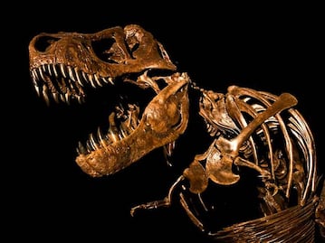 No te pierdas la expo de dinosaurios en el Parque Bicentenario