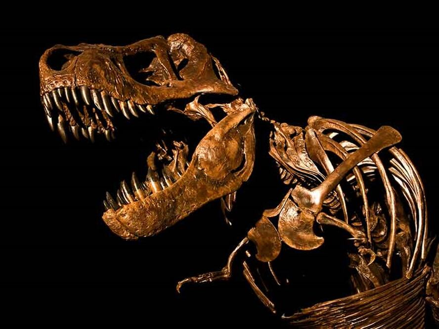 Podrás conocer varios fósiles y dinosaurios robotizados en el Parque Bicentenario / Foto: encuentrodinosaurios.mx