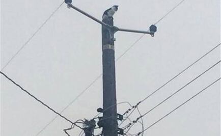 Rescatan a gato en California tras estar 9 días en poste 