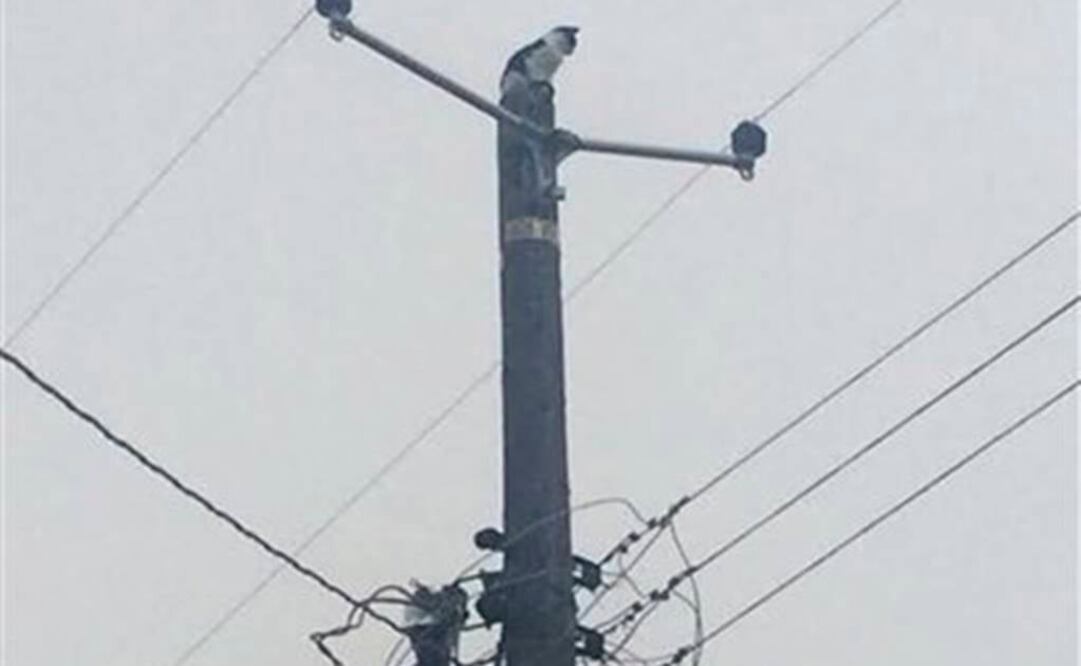 Andrew Pérez, de 14 años, propietario de Fat Boy, dijo que el felino probablemente escaló el poste tras ser asustado por un perro (FOTO: AP)