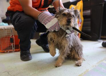 Centro de Transferencia Canina del Metro recibe a un nuevo lomito; albergue ya presenta sobrepoblación