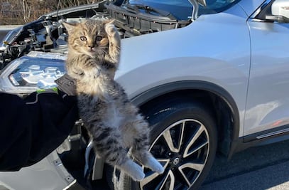 Familia descubre un gato atrapado en el motor de su auto durante trayecto en carretera