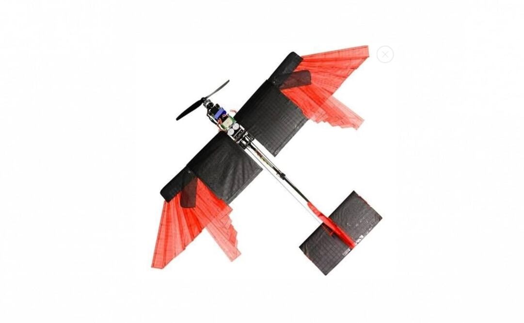 (FOTO: Royal Society Interface Focus)