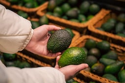 ¿Qué pasa con el aguacate mexicano? EU suspende certificaciones y Michoacán espera reactivar las exportaciones