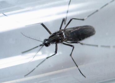 Comité de Emergencia de la OMS se reúne para evaluar la epidemia de zika