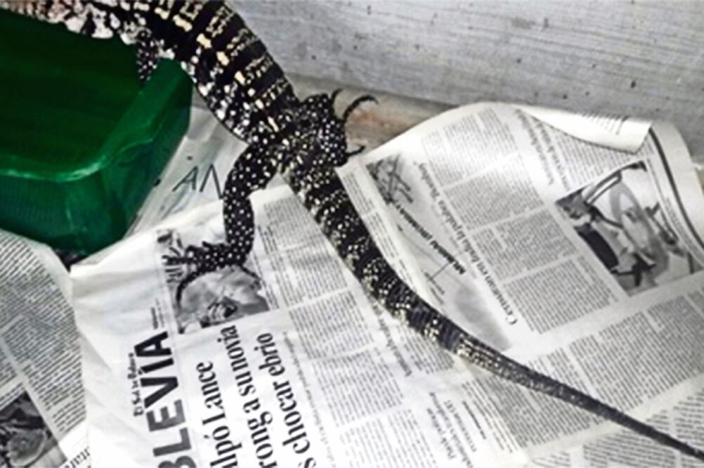 Tegu dorado. Es endémico de Brasil, se presume que lo encontraron con signos de debilidad (CORTESÍA PROFEPA)