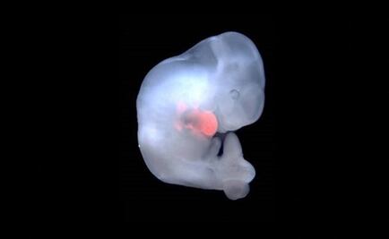 Crean el primer híbrido oveja-humano como futura alternativa a la escasez de órganos