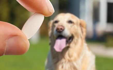 Conoce qué tan saludables son los probióticos para perros; veterinaria responde