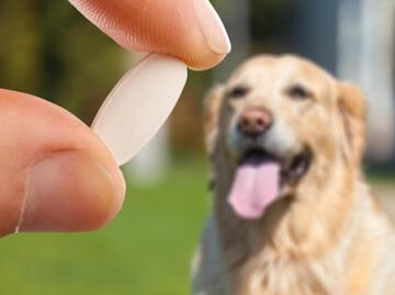 Conoce qué tan saludables son los probióticos para perros; veterinaria responde