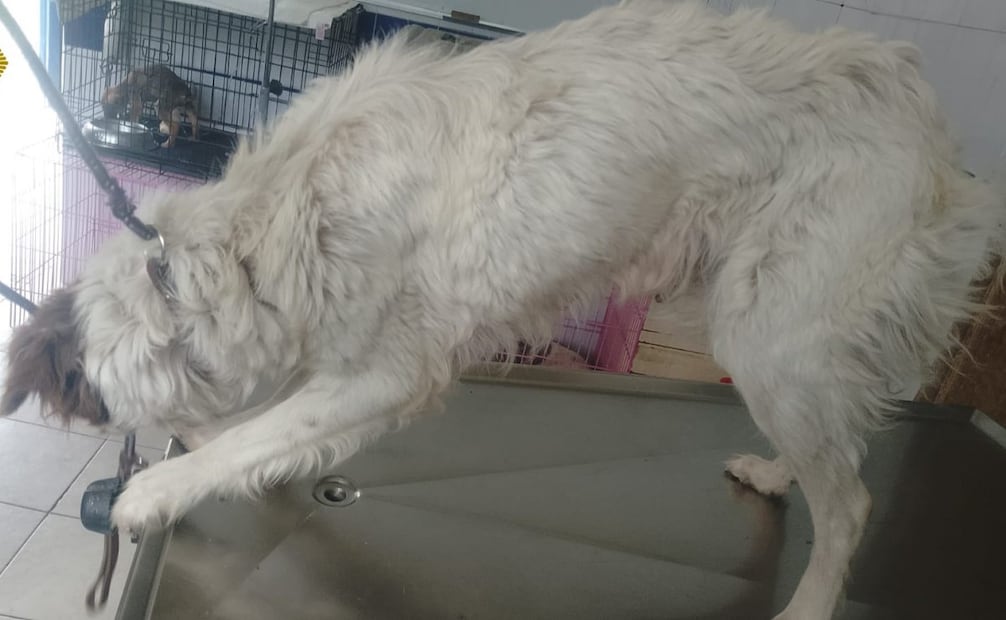 Rescatan a perrita atrapada entre dos bardas en Tláhuac; veterinarios detectan desnutrición.
Foto: Especial.