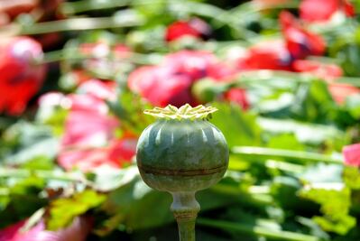 PF destruye 30 mil plantas de amapola en Guerrero