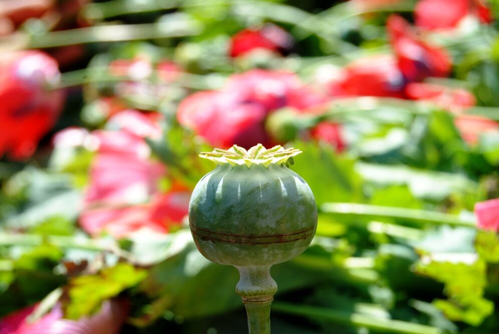 Foto: Archivo / EL UNIVERSAL