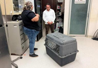 Rescatan a ocelote herido tras ser atropellado en carretera de Yucatán; fue llevado al Parque Zoológico del Bicentenario Animaya
