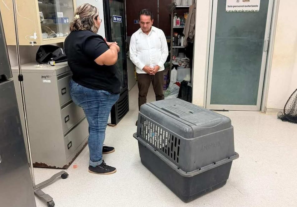Un ocelote fue rescatado en Yucatán. Foto: Especial