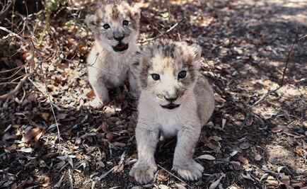 Isabel y Víctor, los primeros leones concebidos por inseminación artificial