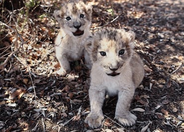 Isabel y Víctor, los primeros leones concebidos por inseminación artificial
