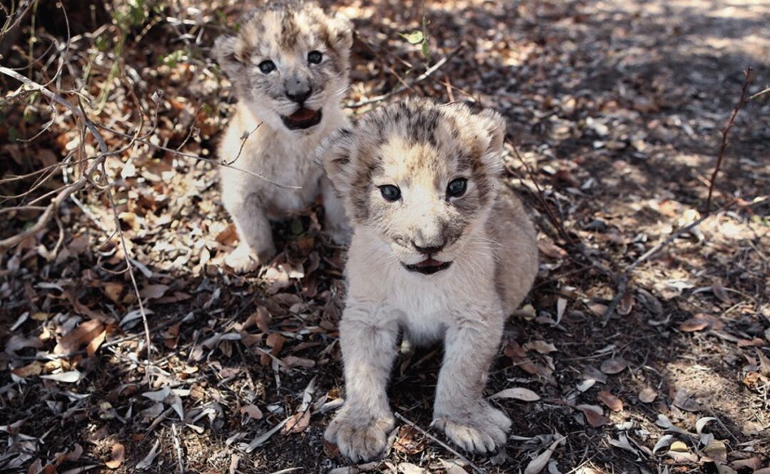 Foto: Centro de Conservación Ukutula