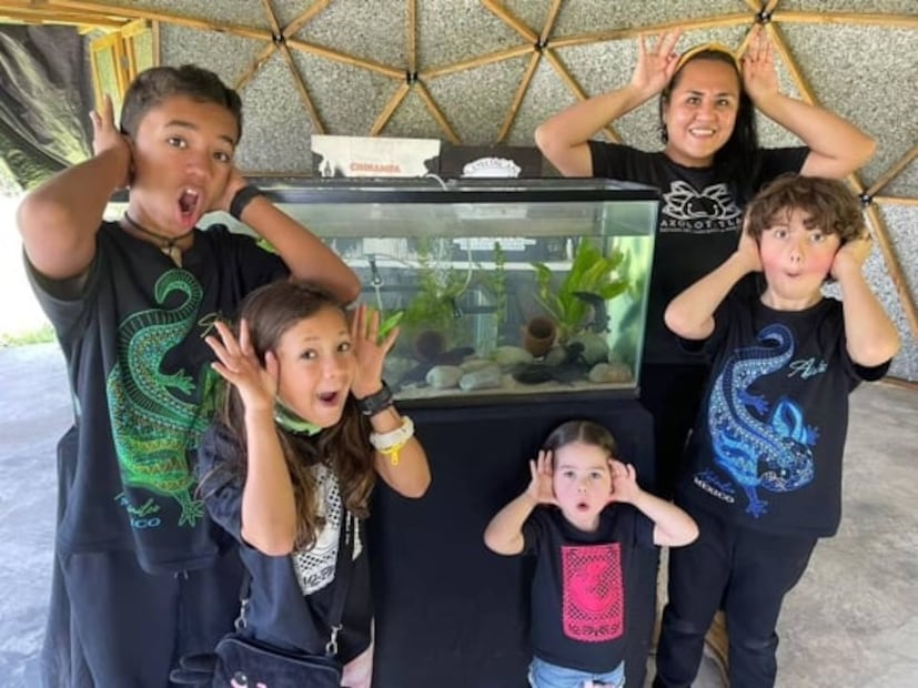 Día Nacional del Ajolote: 5 lugares donde puedes verlos