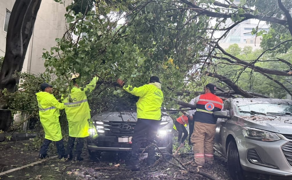 Árbol de 25 metros cae en la Cuauhtémoc tras lluvias; deja cinco vehículos dañados y una mujer con crisis nerviosa. Foto: Arturo Ordaz Díaz