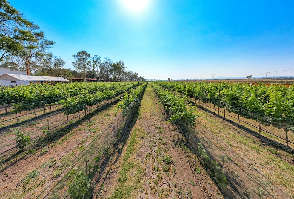 El primer vino de teruño hidalguense