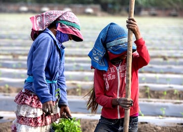 Reclutan por la fuerza a 18 jornaleros; los secuestran y obligan a trabajar jornadas extenuantes en Angostura, Sinaloa