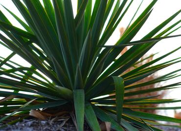 ¿Has oído hablar del comiteco? Conoce este espirituoso chiapaneco